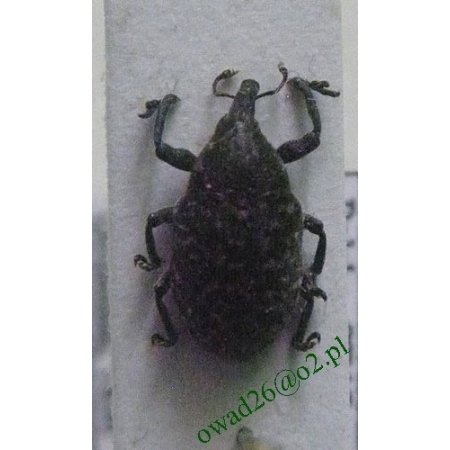 Larinus turbinatus Gyllenhal, 1836 Opylak żółtawy